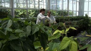 scientists studying plants