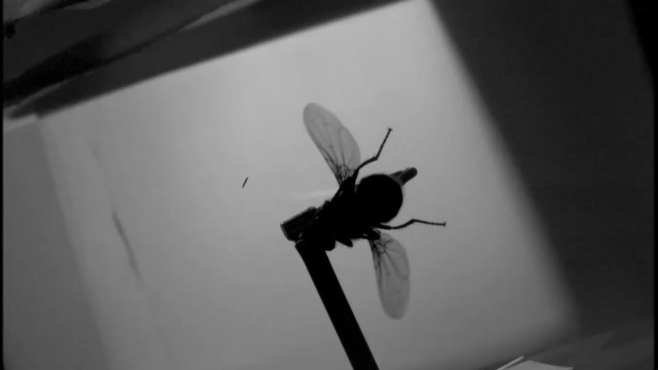 Flight of the Fly