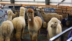 alpacas