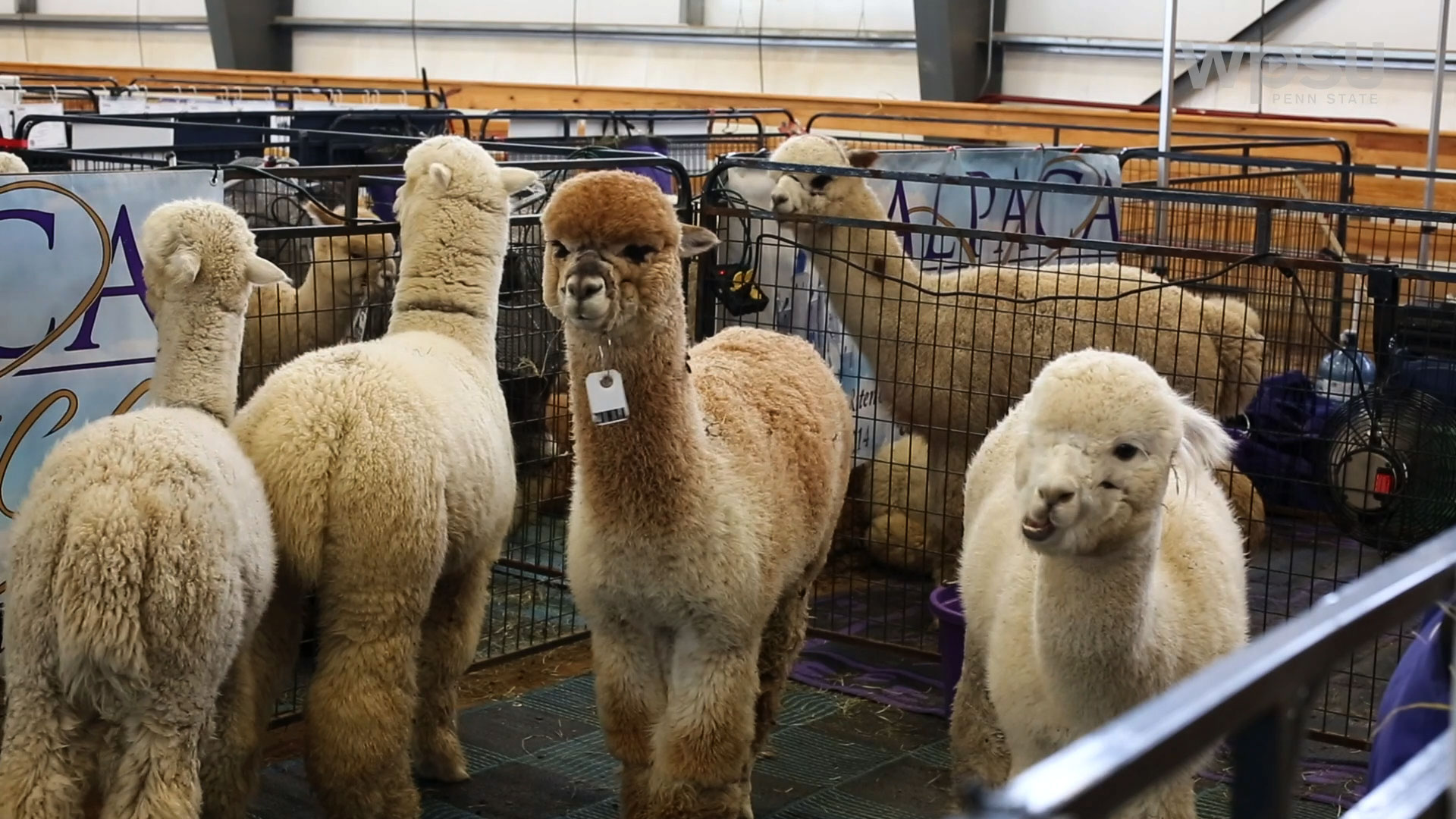 alpacas