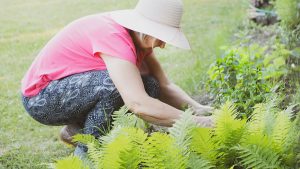 Older man crouching to pull weeds in a flower bed.
