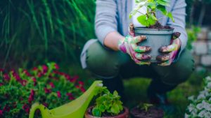Person crouching down in a garden holding a potted plant.