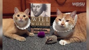 Horatio the Cat