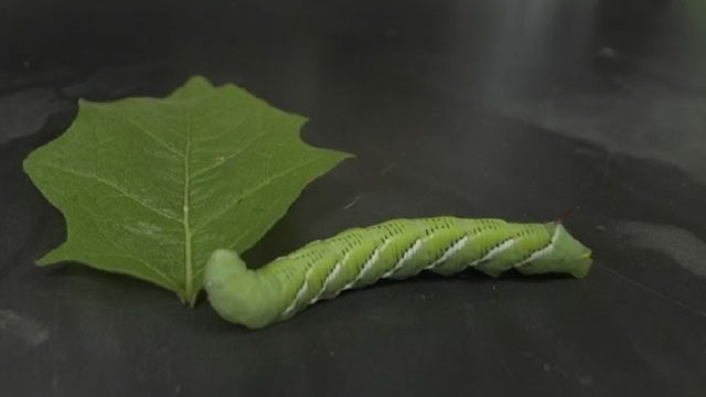 caterpillar