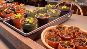 potted plants