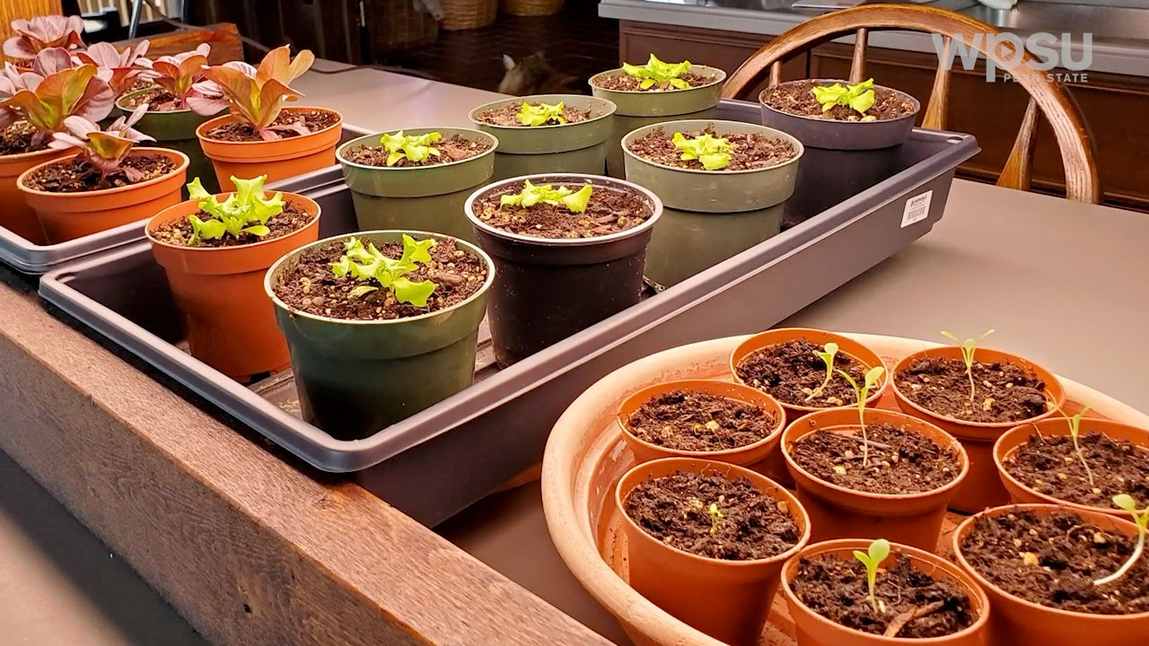 potted plants