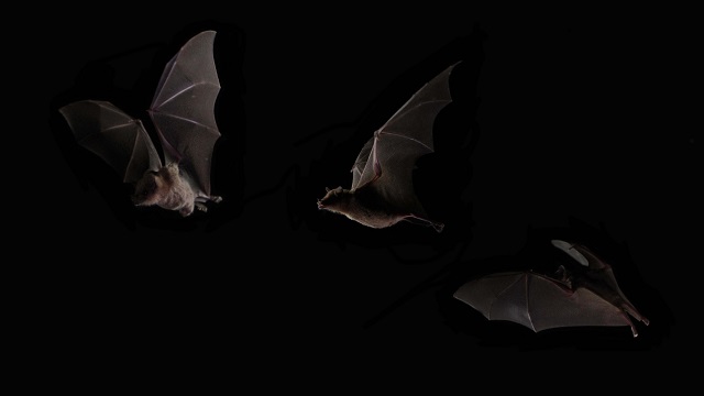 bats