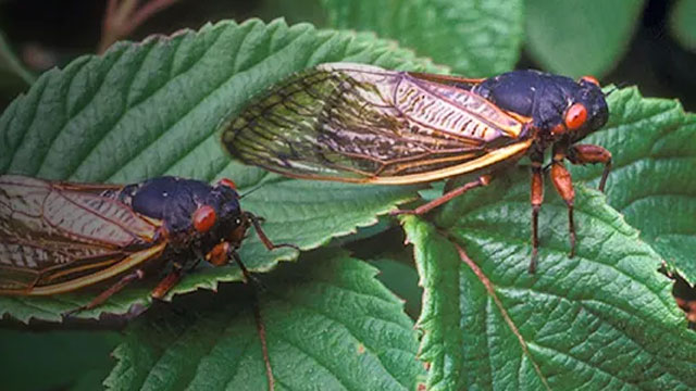 cicadas