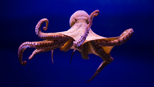 Octopus