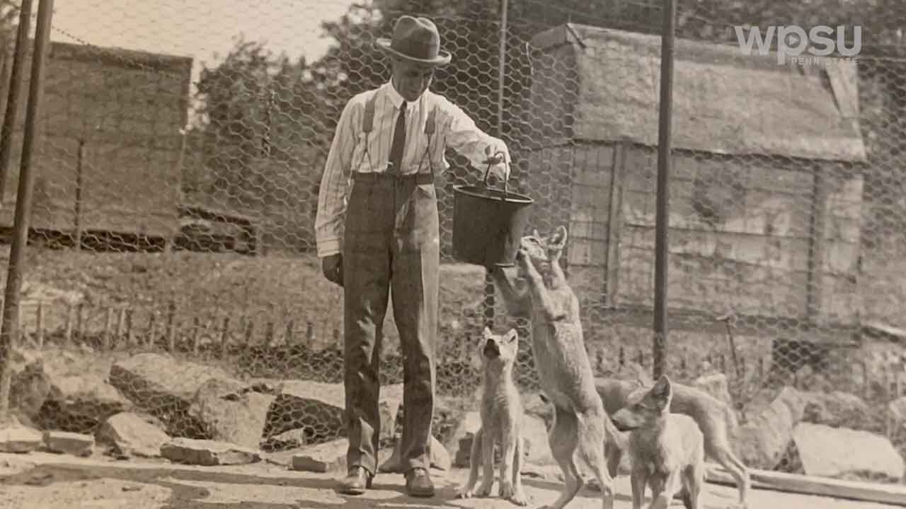 Edward Herber McCleery feeding a lobo wolf