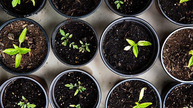 seedlings in small pots