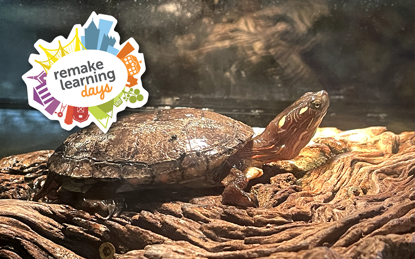 Shaver's Creek turtle