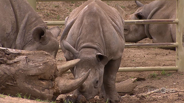 eastern black rhinos