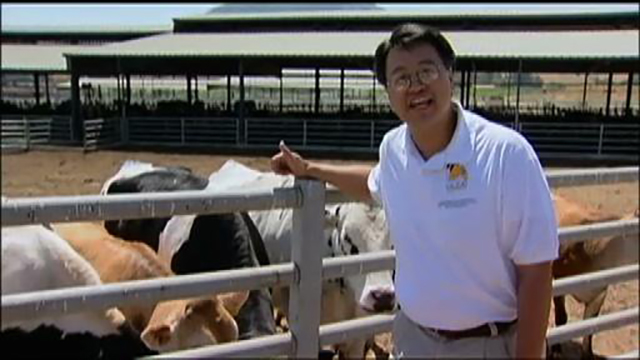 man standing next to a cow