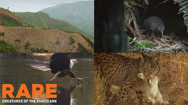 show banner with images of animals