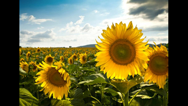 sunflowers in a field