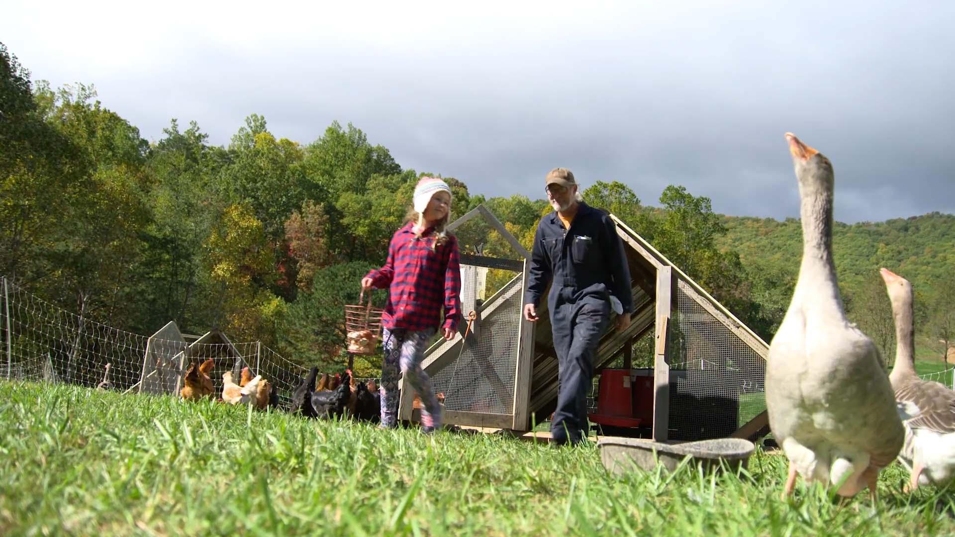An older man and a younger girl collecting chicken eggs with ducks in the foreground.