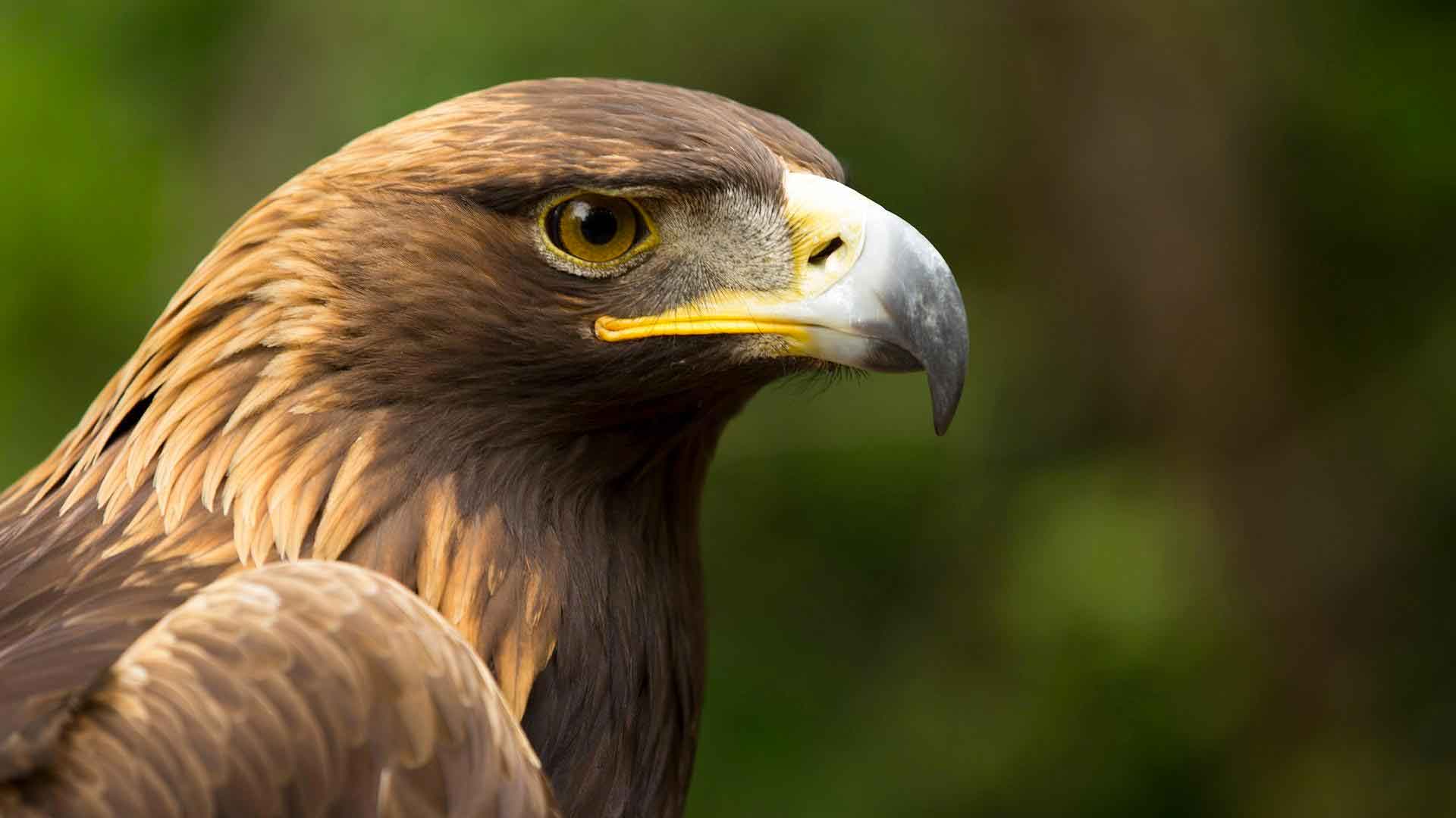 Eagle