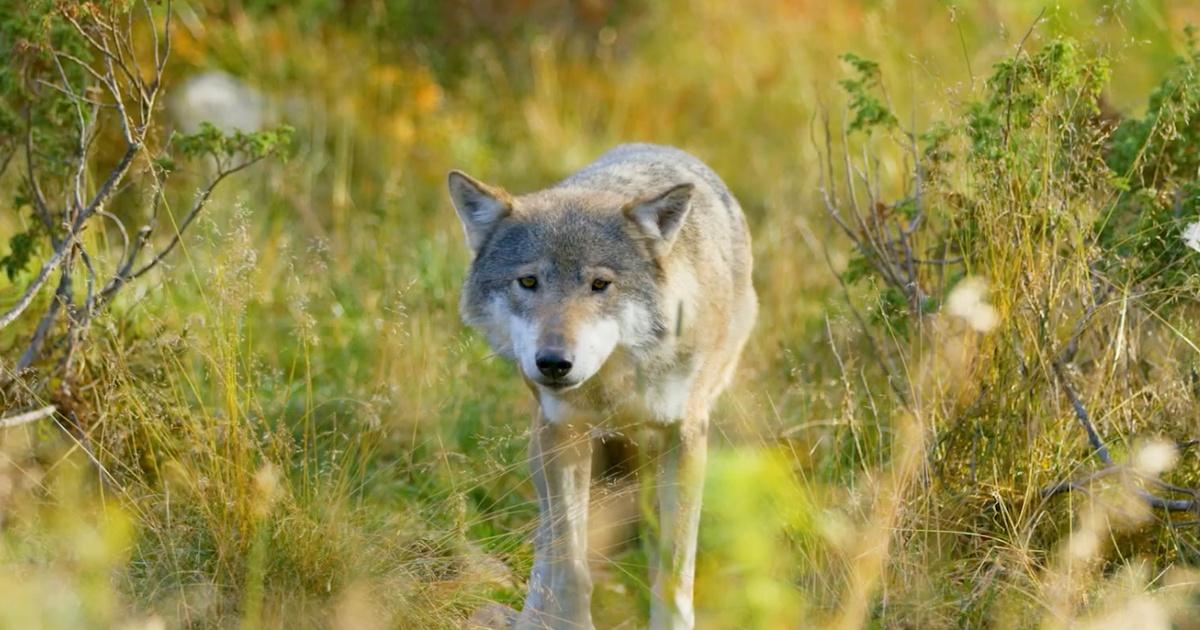 A wolf lurking behind tall grass.