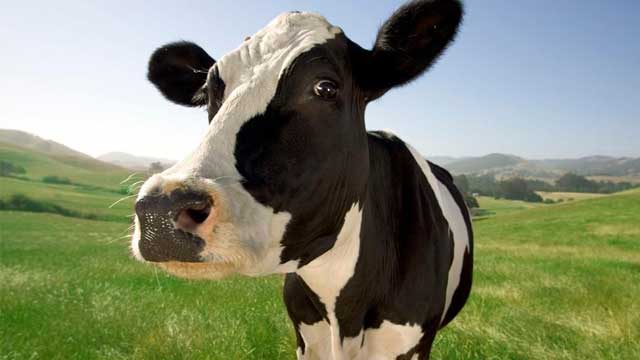 cow
