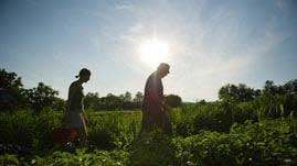 people walking through crop field