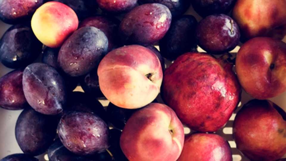 fruit