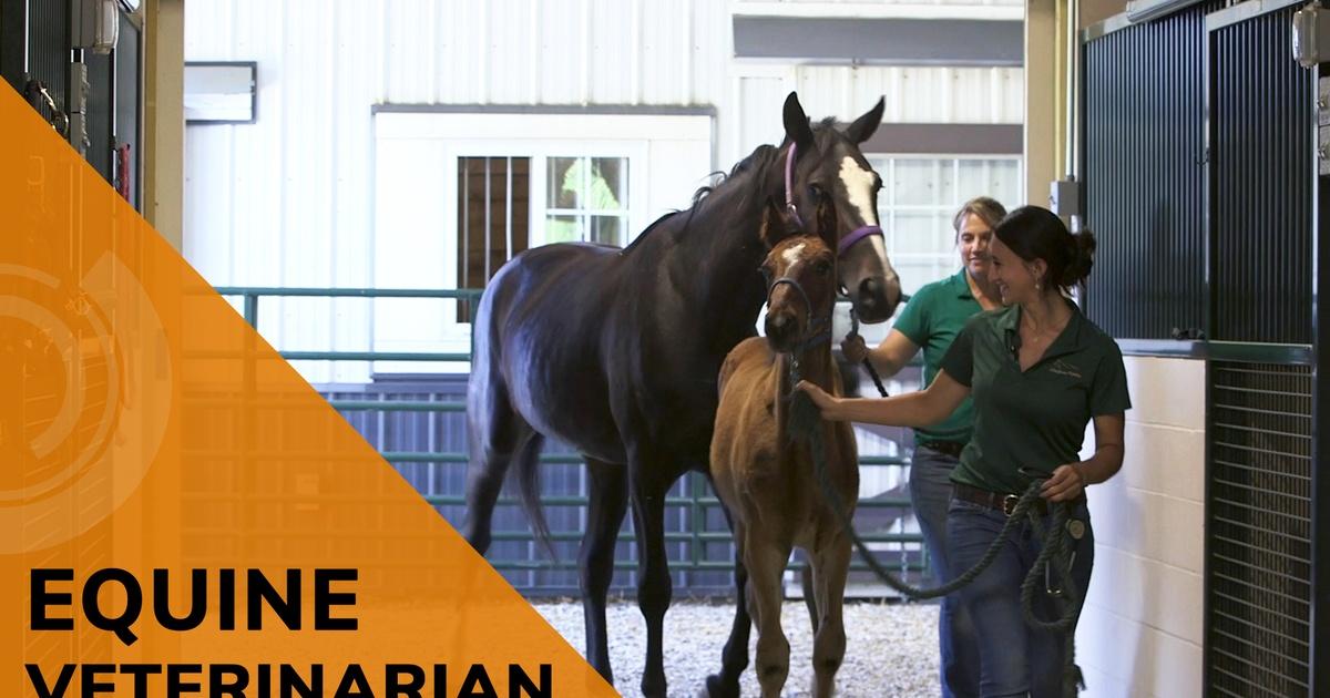 Two women leading a baby and adult horse