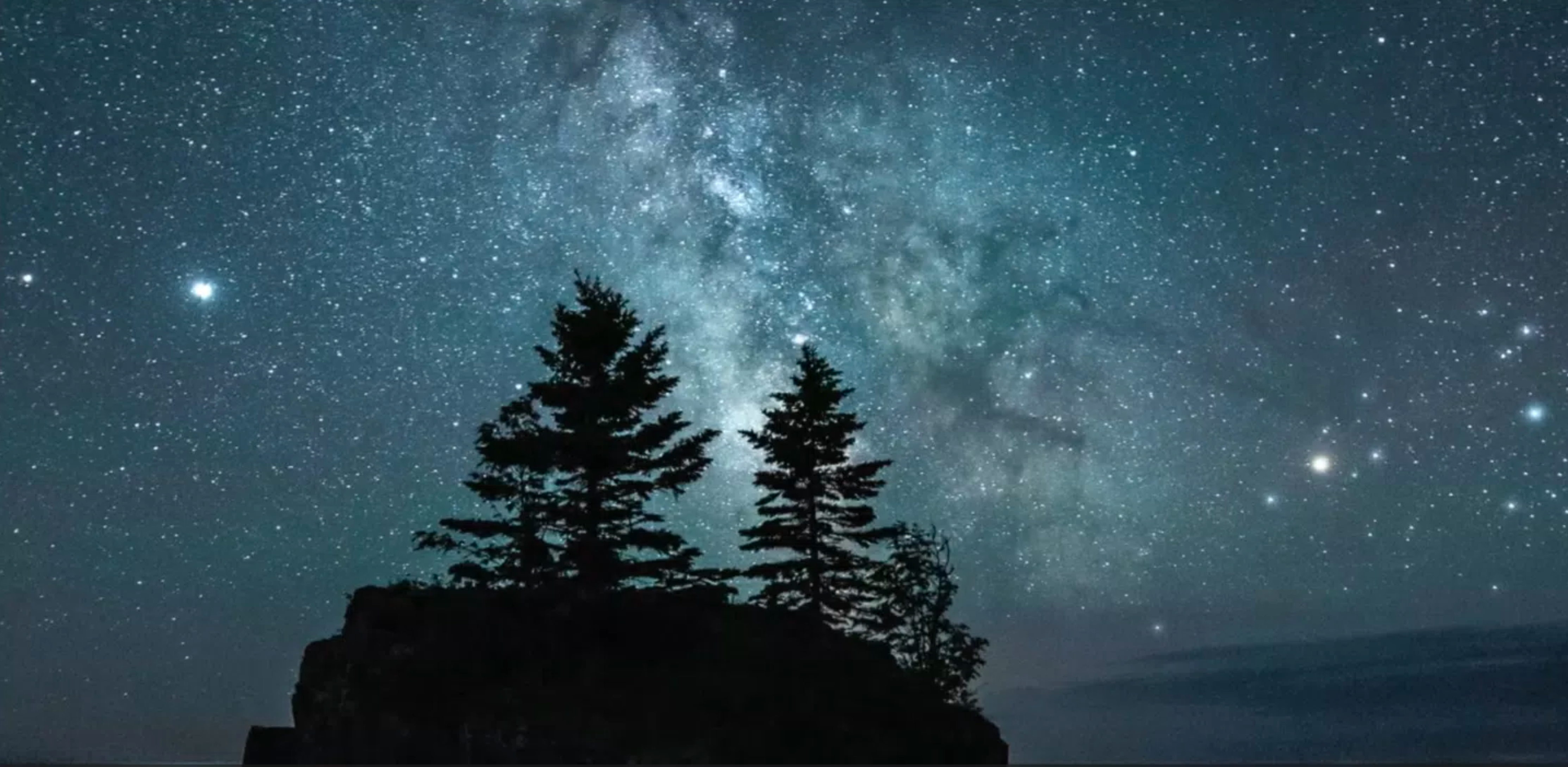 An image of two trees against the night sky.