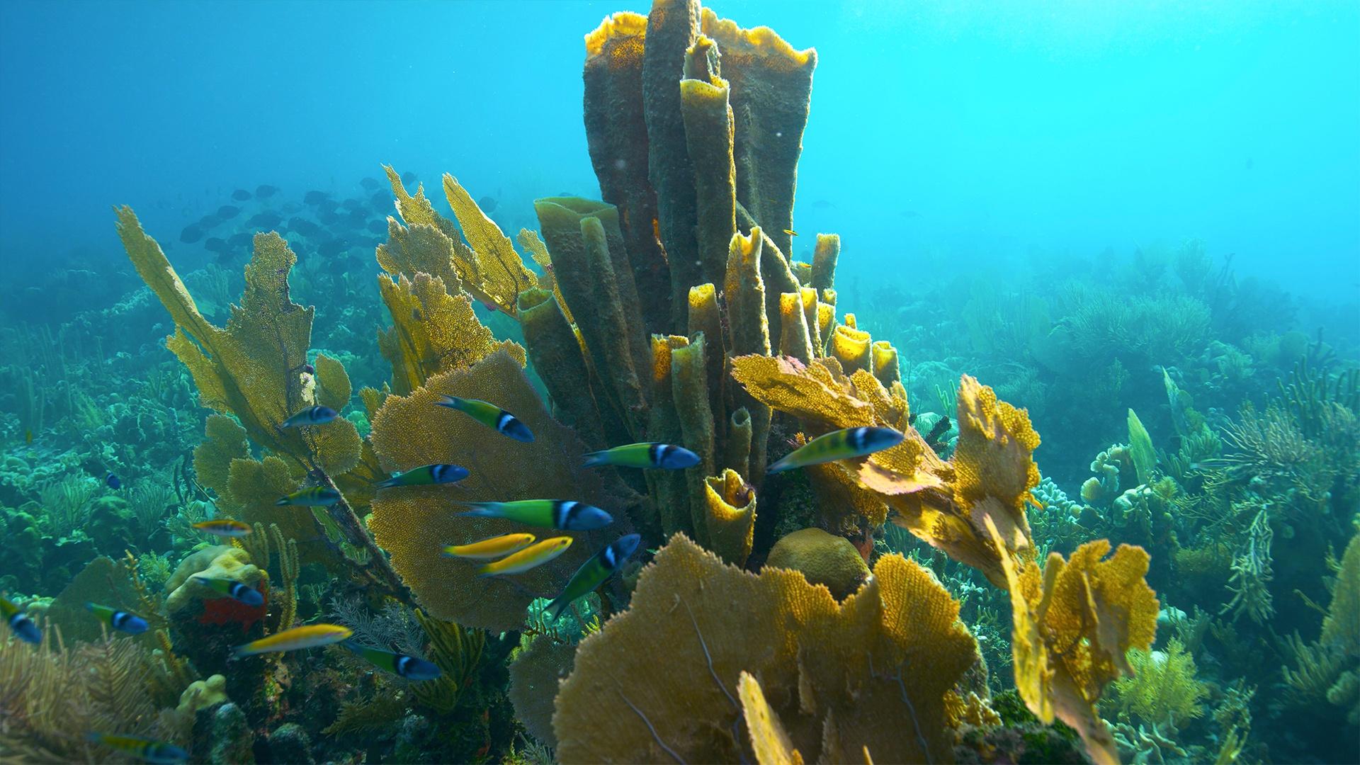 Blue and yellow fish swim in front of sea anemone.