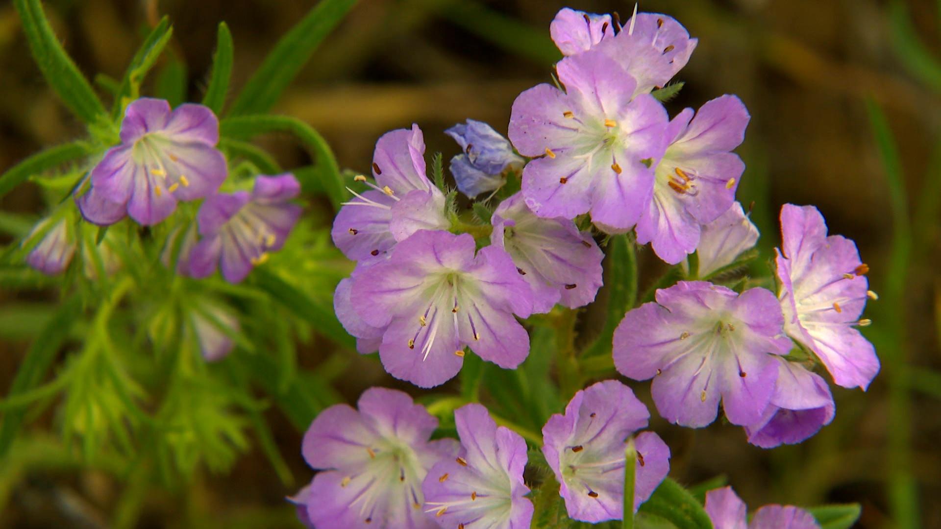 A close-up image of pink-and-white flowers.