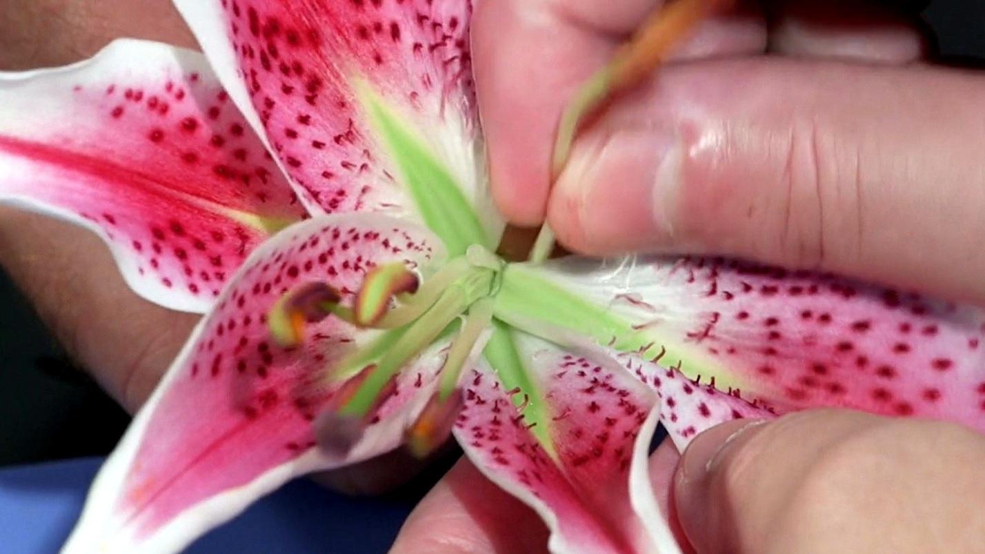 A close up image of a flower and it's internal parts.
