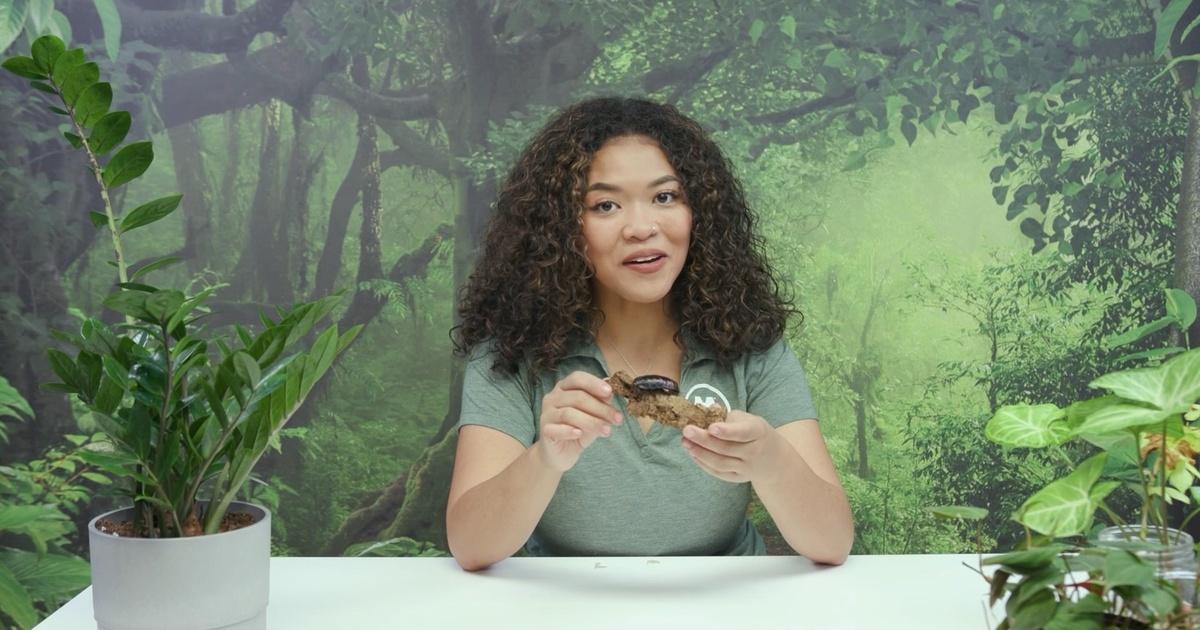 A black woman in a green shirt holds a beetle on a stick in front of her.