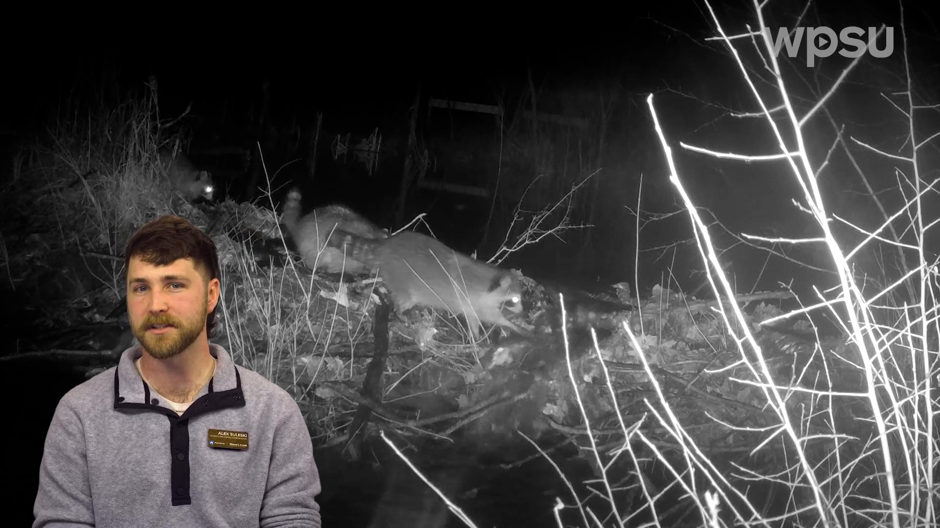 Trail camera footage of a raccoon family walking across a beaver dam.