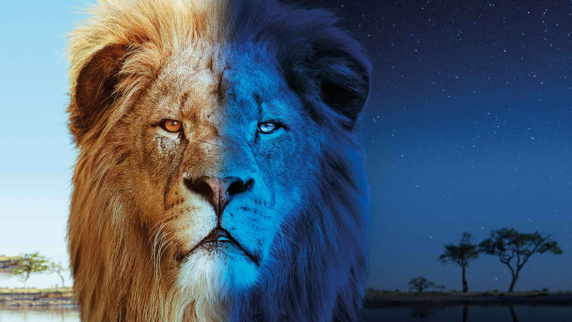 Close up of face of lion with half under daylight and the other half under night.