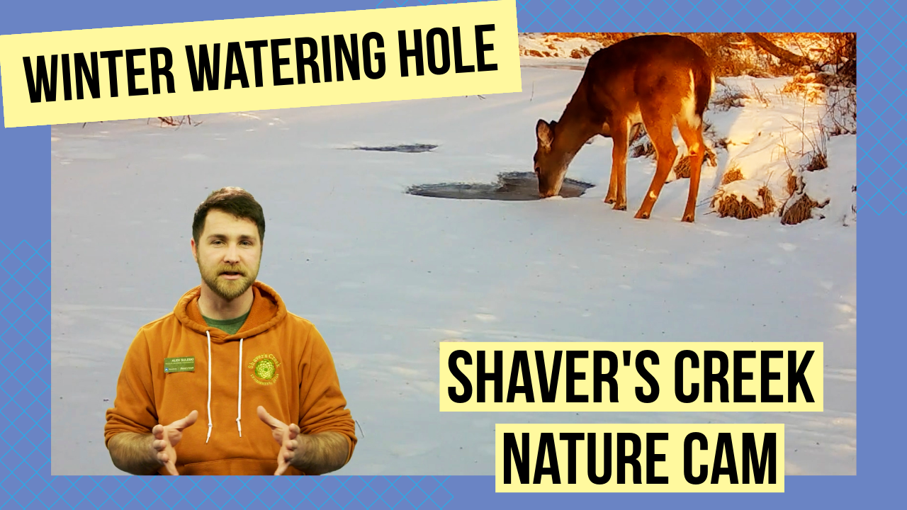 An image of a deer drinking out of a hole in a frozen Shaver's Creek.