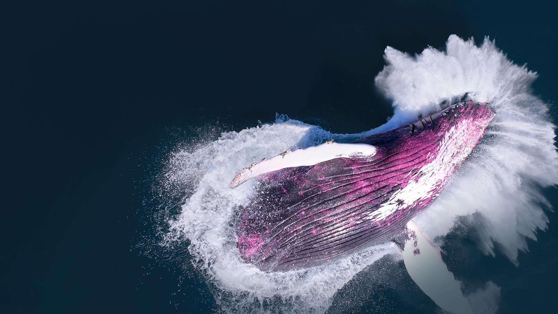 Blue whale breaching ocean surface.