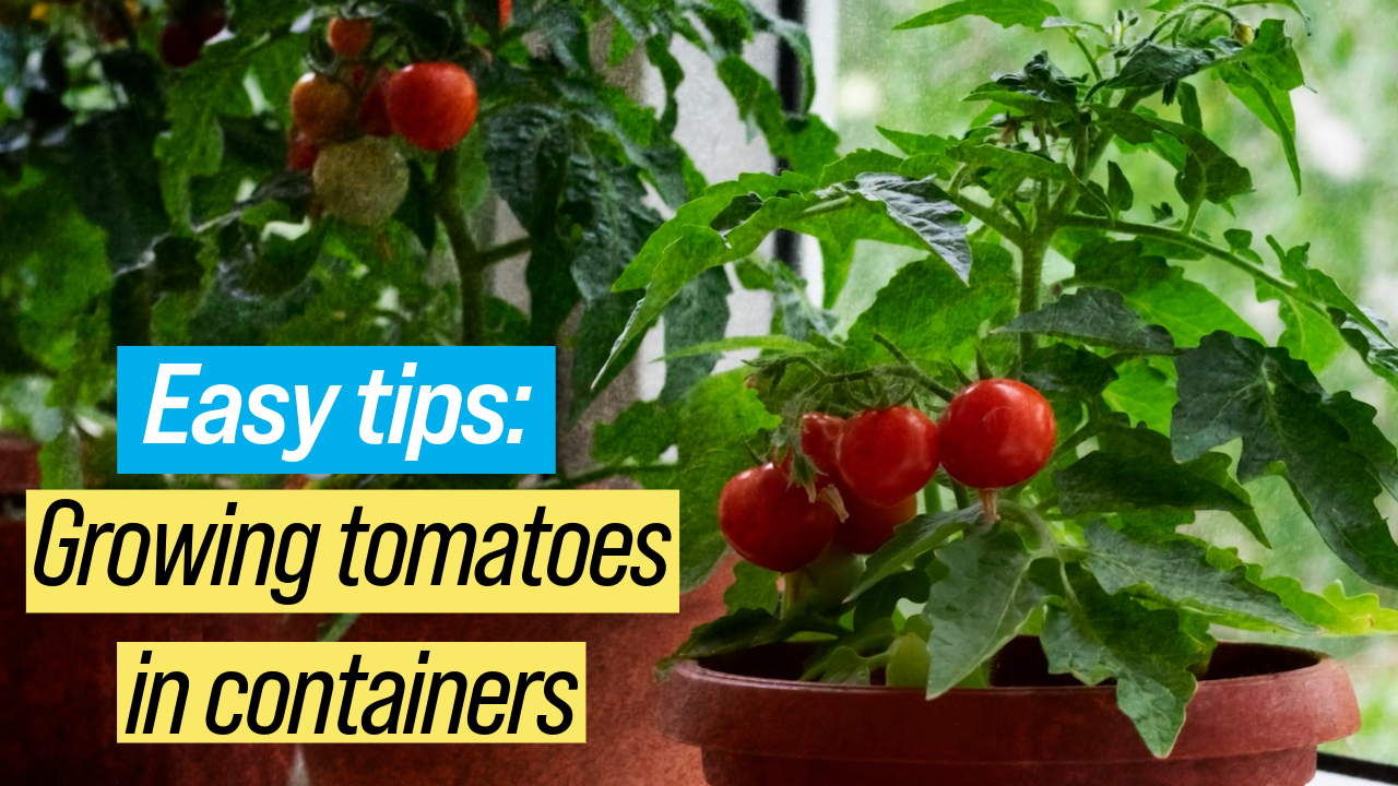 A photo of tomato plants in pots.