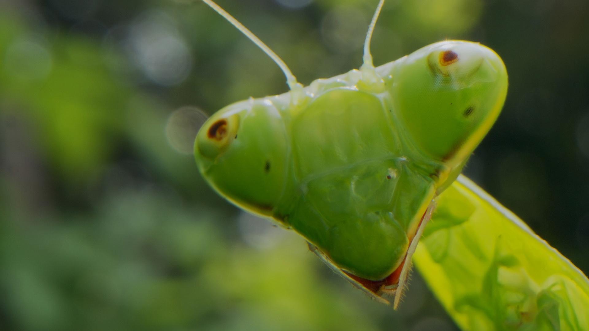 Close up of the the praying mantis triangular shaped green head.