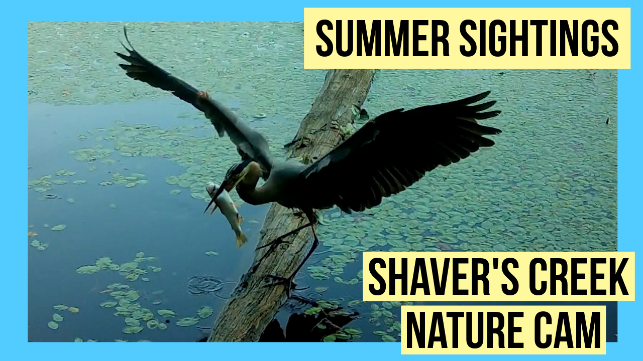 A Great Blue Heron catching a fish at Shaver's Creek.