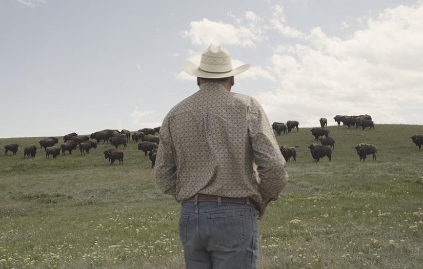 Man in cowboy hat looking into a field at a herd of buffalo.