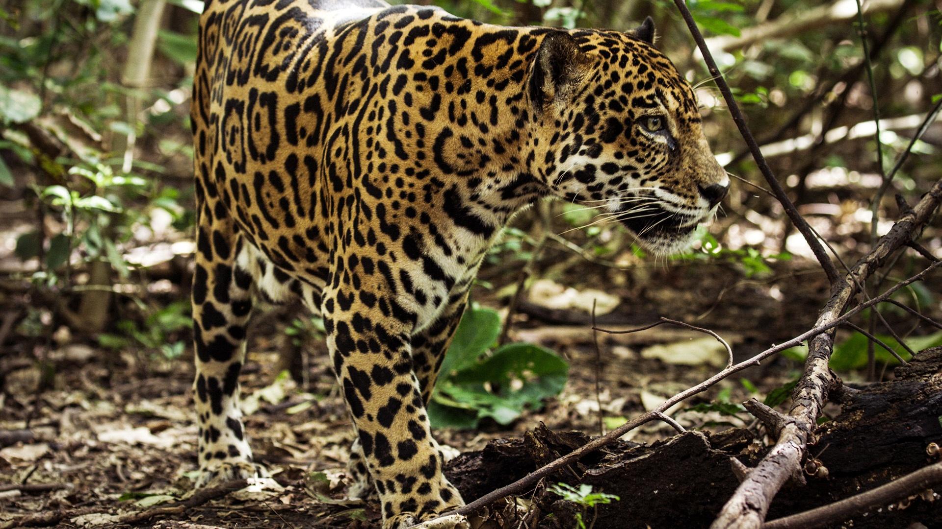 Jaguar walking through brush.