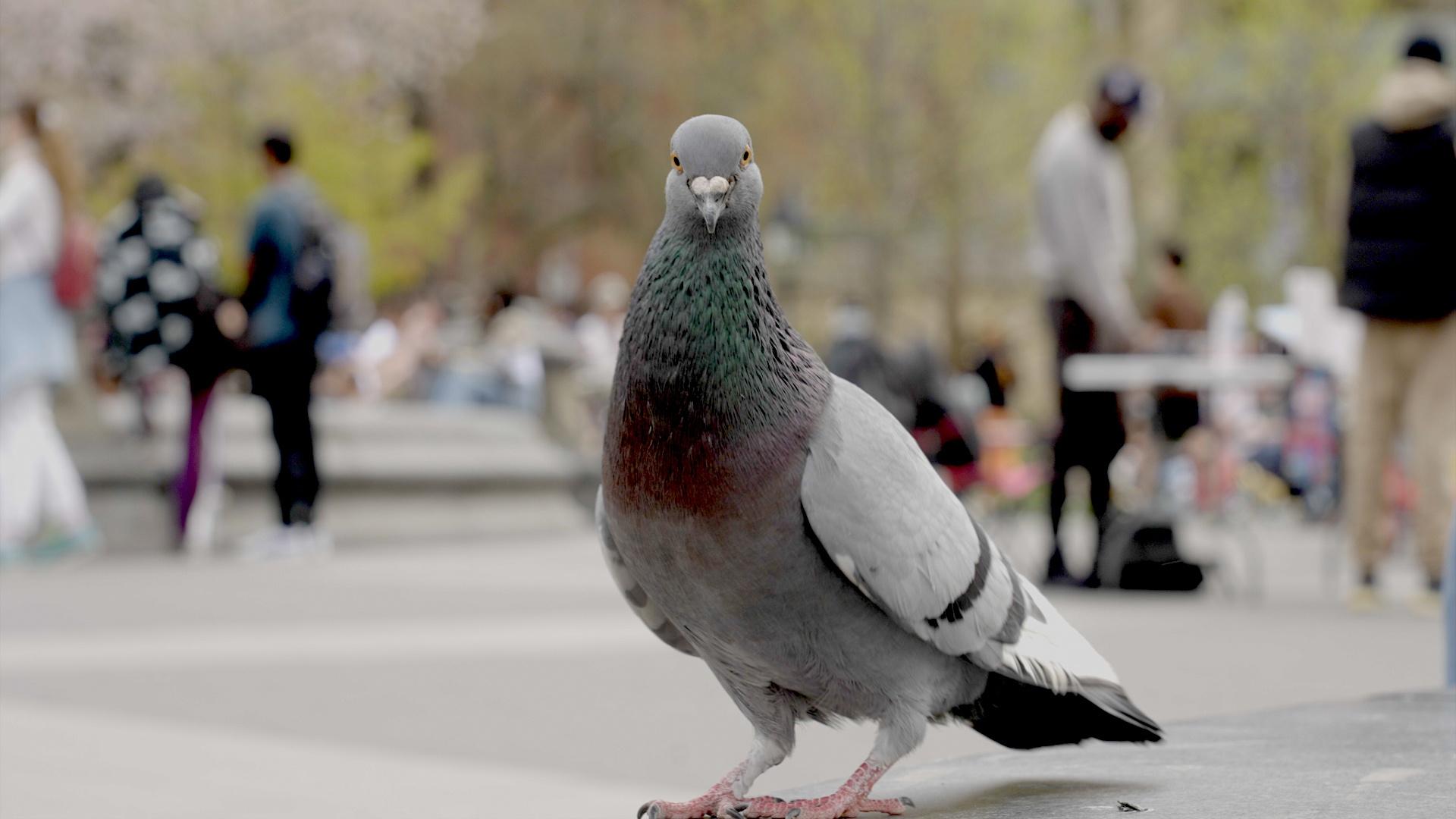 gray pigeon with green a purple chest feathers.