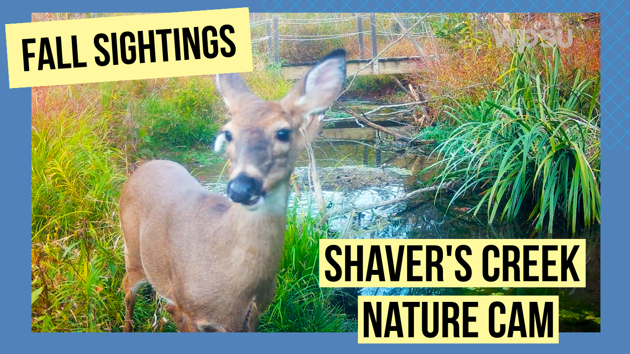 Footage of a deer captured on a wildlife camera