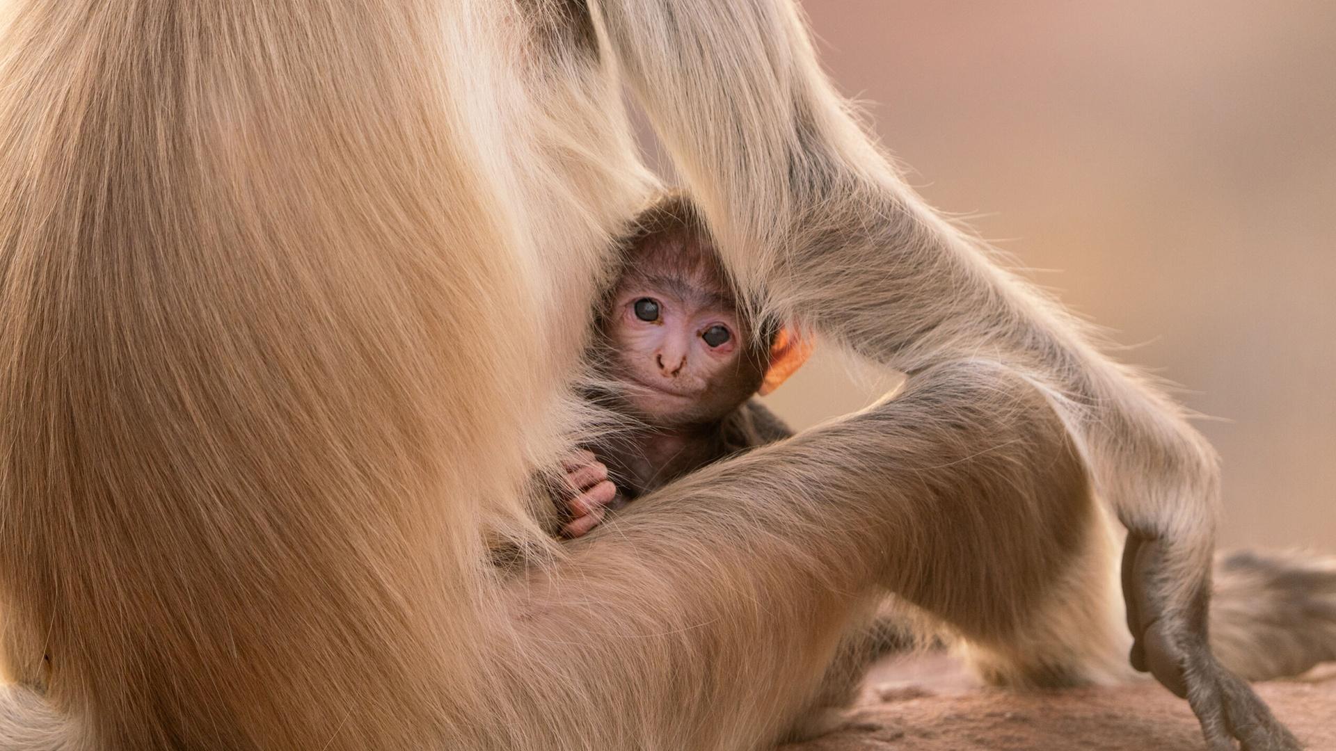 Baby monkey being held in its mothers arms.