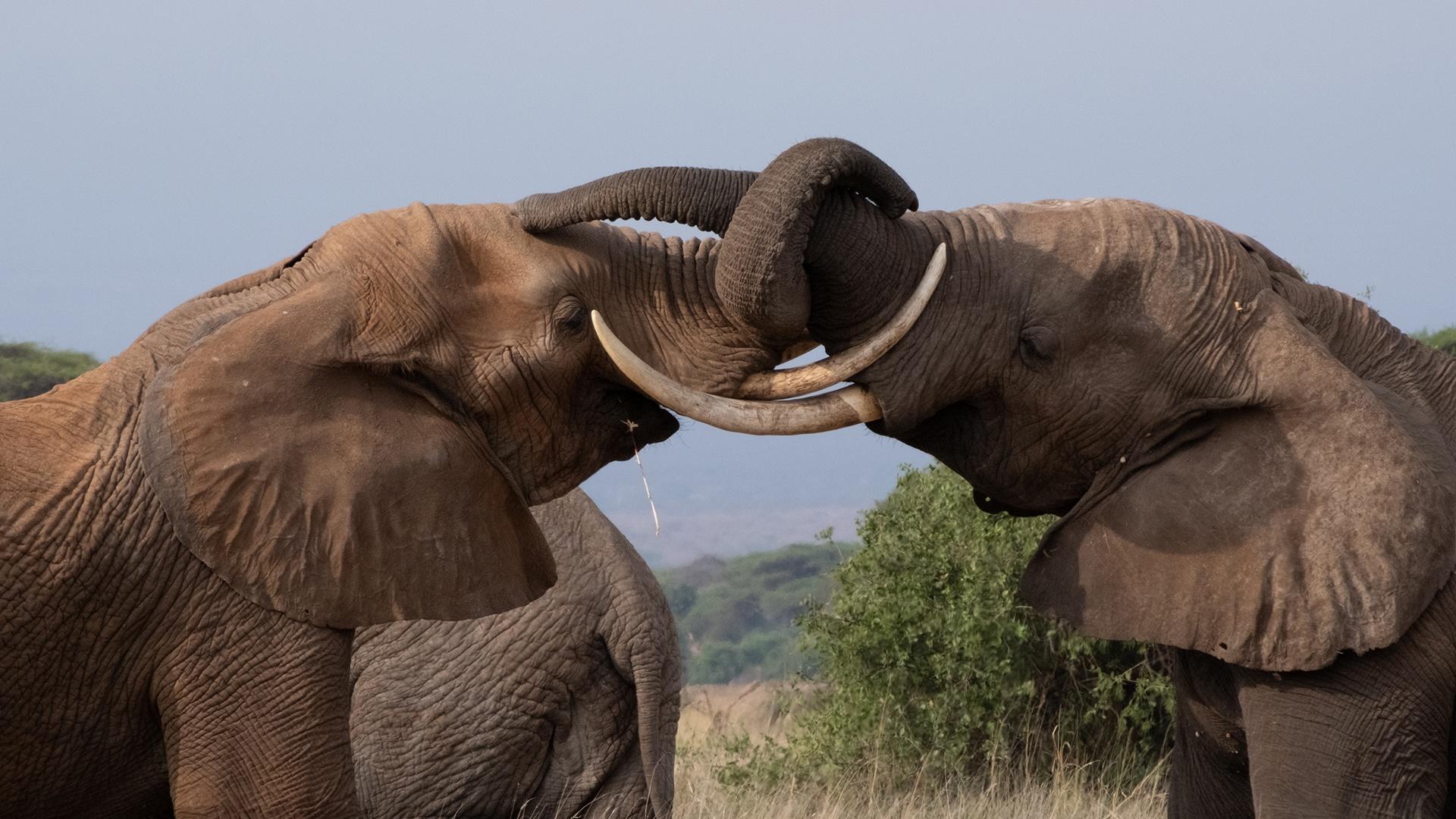 Two elephants holding on to each others trunk.