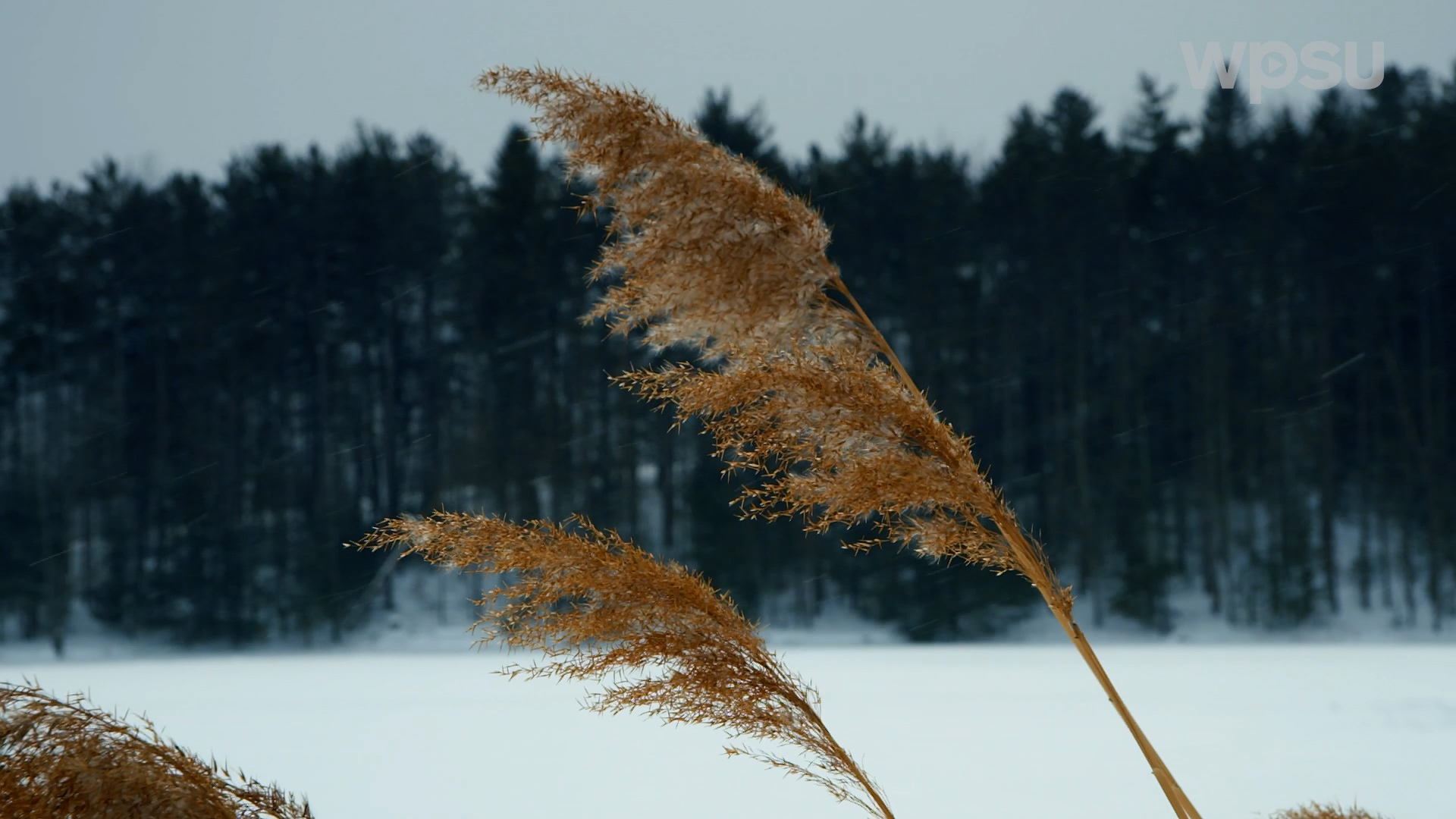 A scene of a snow covered field.