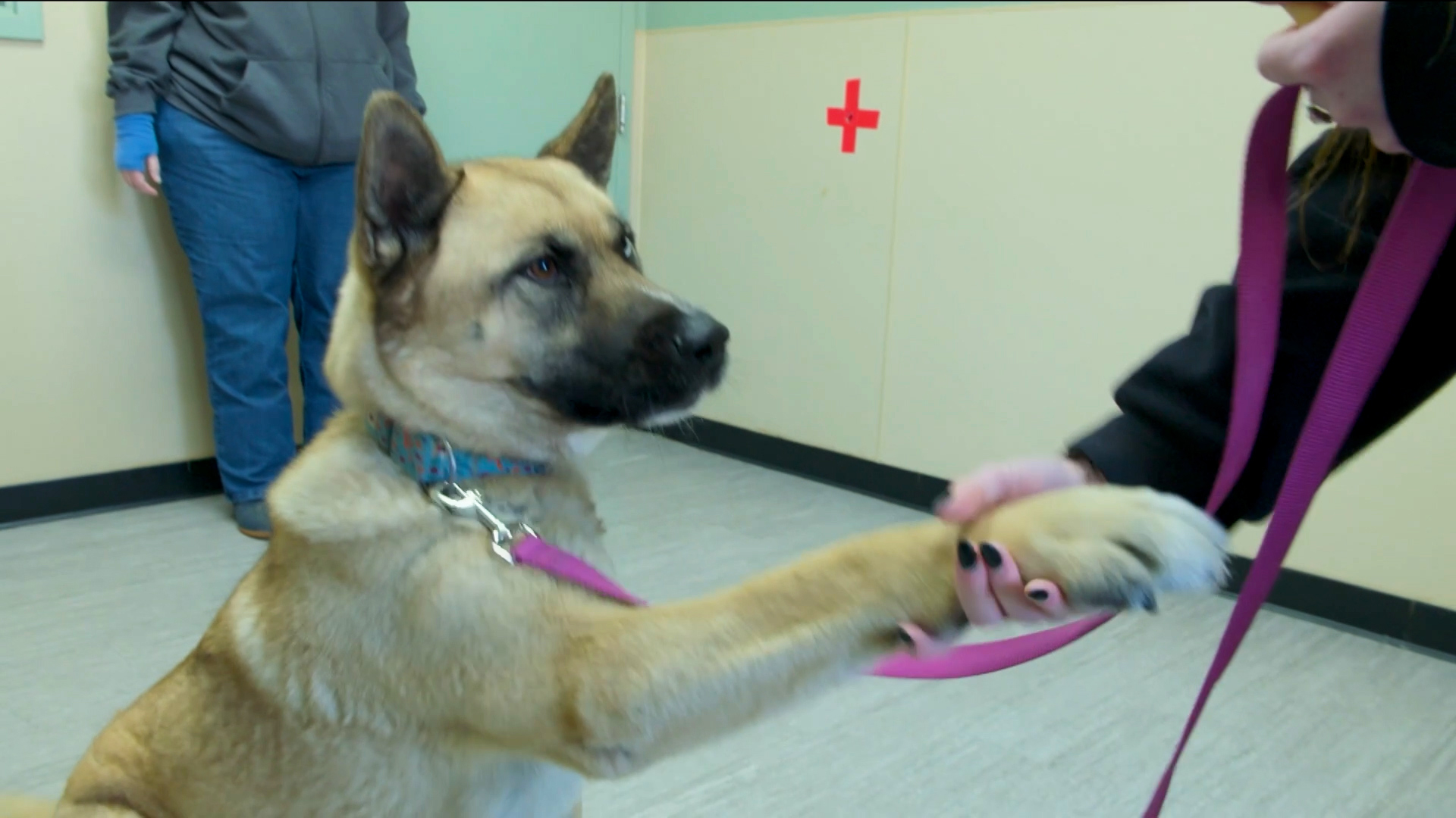 German Shepherd on leash giving its paw to a woman's hand.