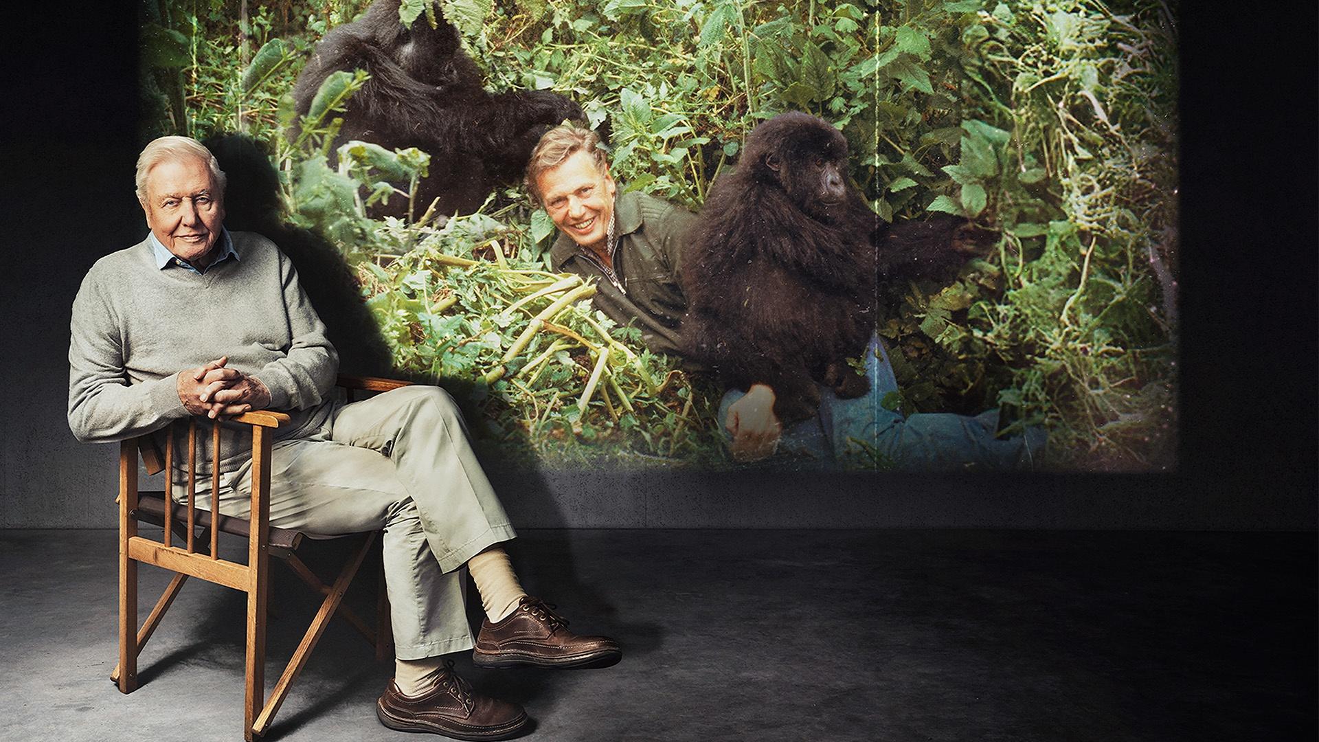 David Attenborough sitting in a chair in front of a old photo of himself with monkeys.